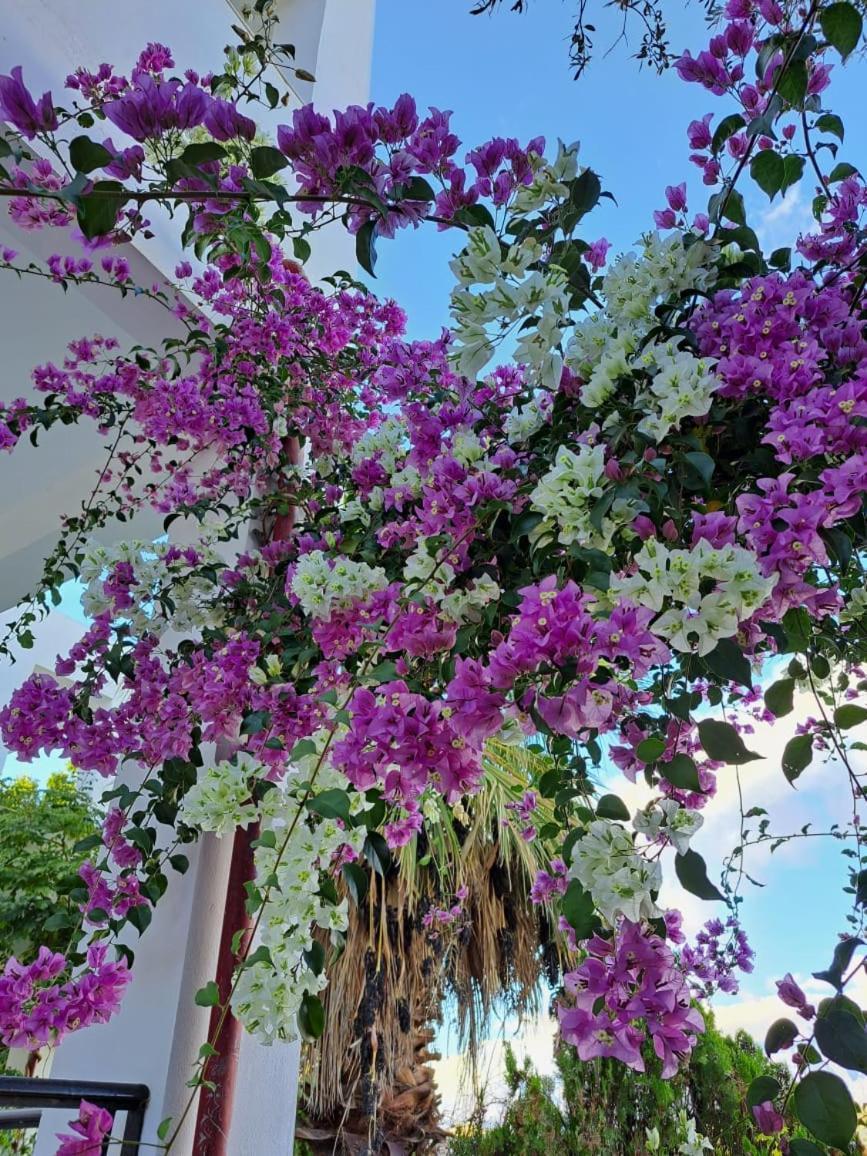 Korfes Apartments Kamilari Dış mekan fotoğraf