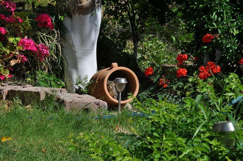 Korfes Apartments Kamilari Dış mekan fotoğraf